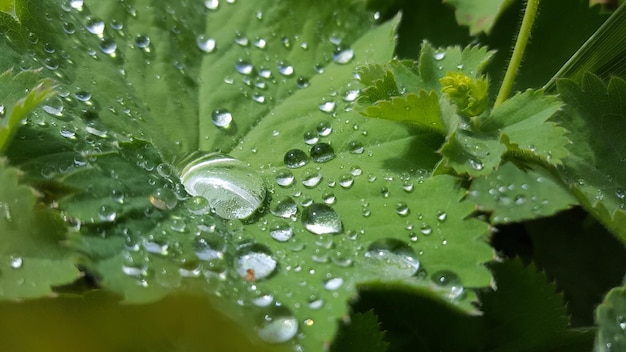 Water druppels op groen blad