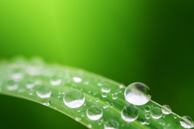 Water dtops on green grass; purity natural background