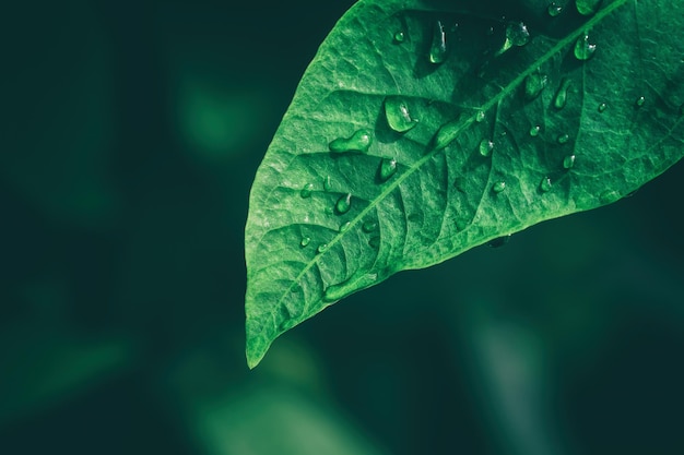 water dtops on green leaf, dark nature background