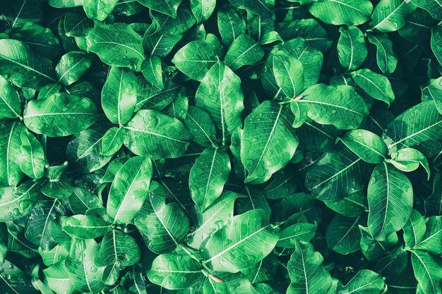 Water dtops on green leaf, purity natural background