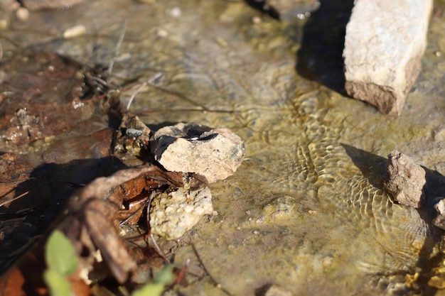 Water earth and stones In a harmonious and beautiful texture Free Photo