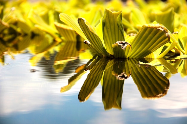 Water en planten