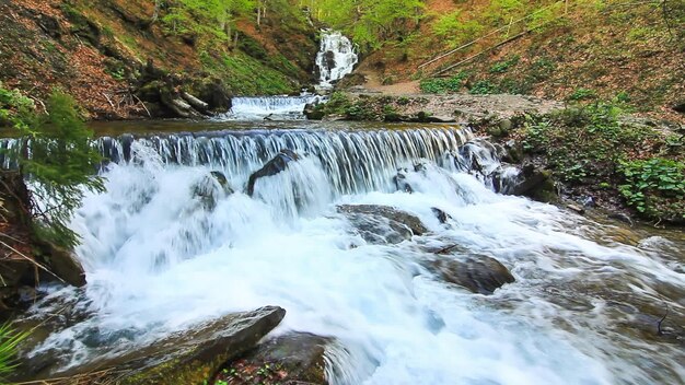 Water falls over rocks through the dense fern undergrowth of a Carpathian forest