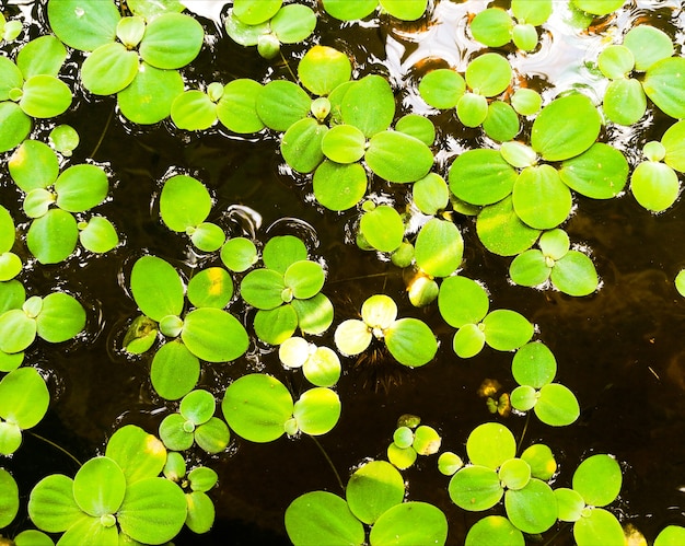 水の花火の背景