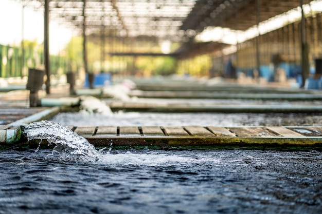 写真 水ポンプパイプからの水流処理システム。酸素のためにkoi pond carp養魚場からパイプから噴出する水の動き。水はチューブポリ塩化ビニールによって排水されました。産業廃水処理。