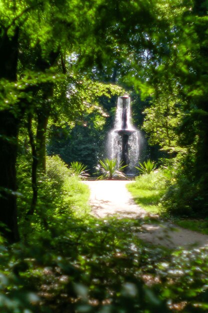 Foto acqua che scorre nella foresta