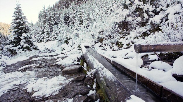 Water flowing from the source made from wood in mountainous forest in Carpathian mountains Ukraine