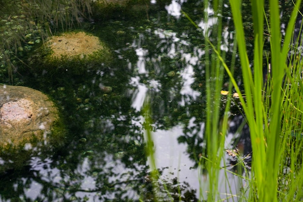 Foto acqua che scorre nel giardino