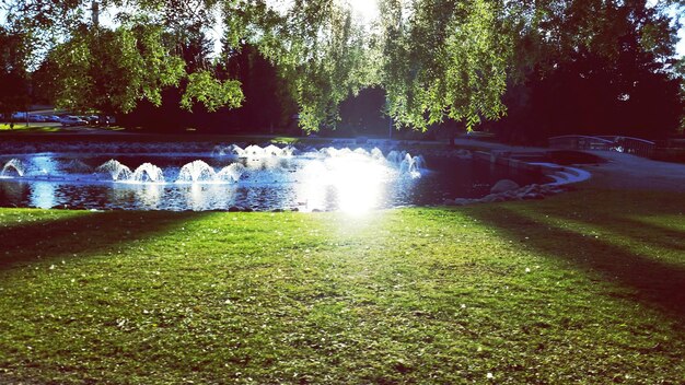 Water flowing through trees in park