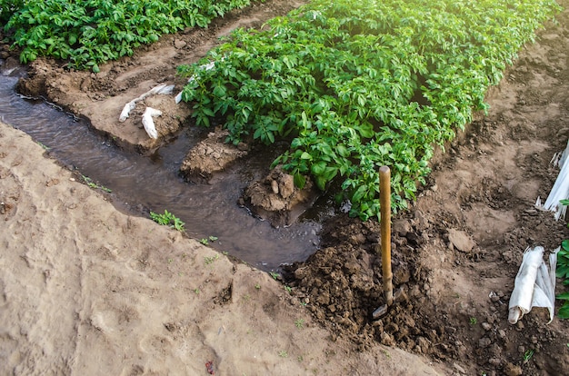 Water flows through canals into a greenhouse tunnel with a plantation of potato bushes Growing crops in early spring using greenhouses