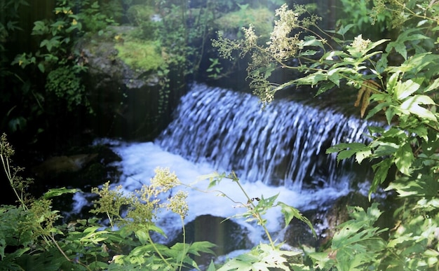 Water foaming after waterfall. View through green plants on creek bank