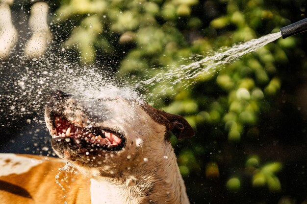 庭で犬の顔に水がはねかけるホースパイプを形成する