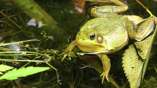 Photo water frog