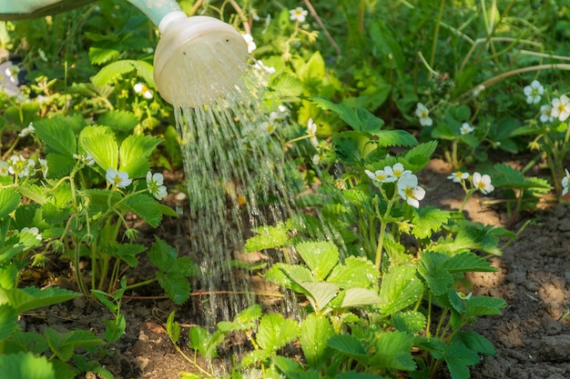 Water from a watering can pours over strawberry bushes