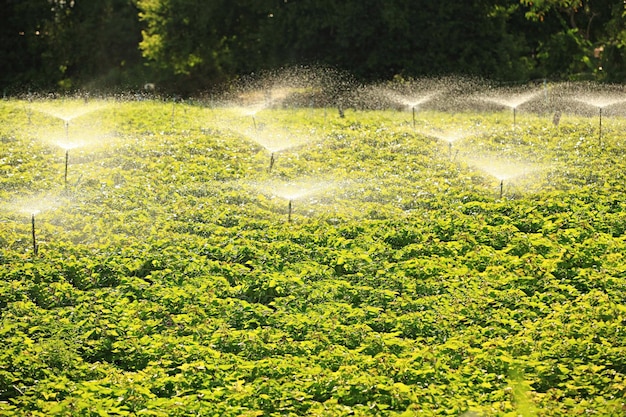 Foto water gespoten door de sprinkler van een automatisch irrigatiesysteem voor landbouw in thailand