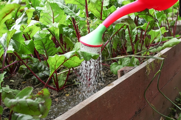 Water geven uit een gieter van bieten op een bed in de tuinbouw in de tuinbouw