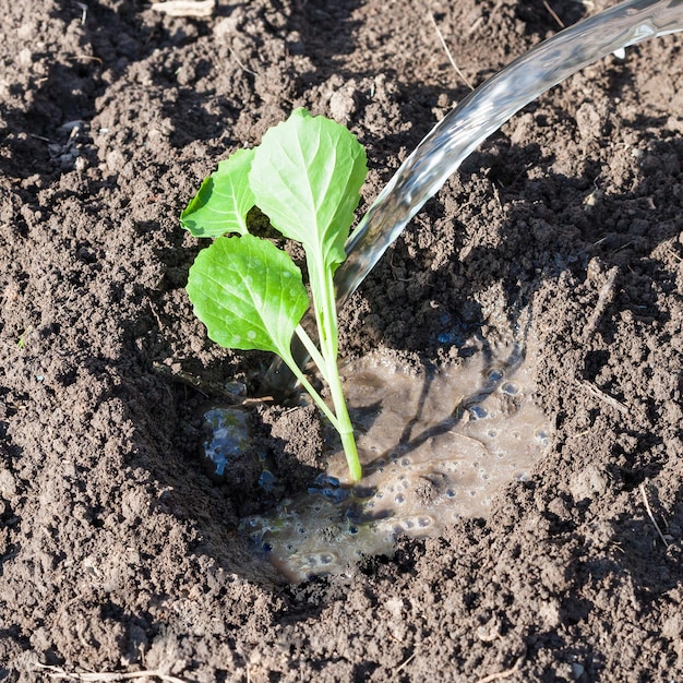 Water geven van koolspruit in de tuin