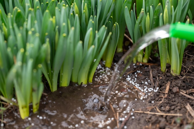 Foto water gieten op de meststof op de grond van dichtbij jonge narcissusplanten die buiten groeien tuinieren voorjaarswerk met planten