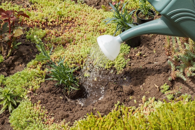 Water gieten uit een gieter op zaailing van jonge kruidnagel