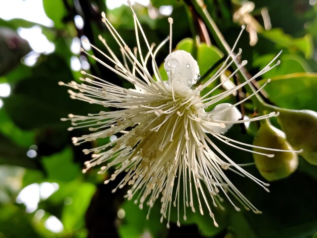 Photo water guava flowers