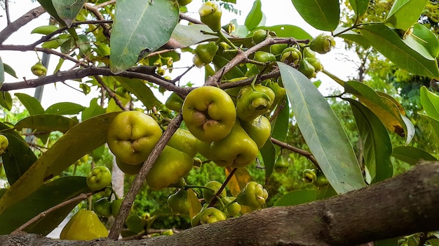 木の上の水グアバ Syzygium aqueum