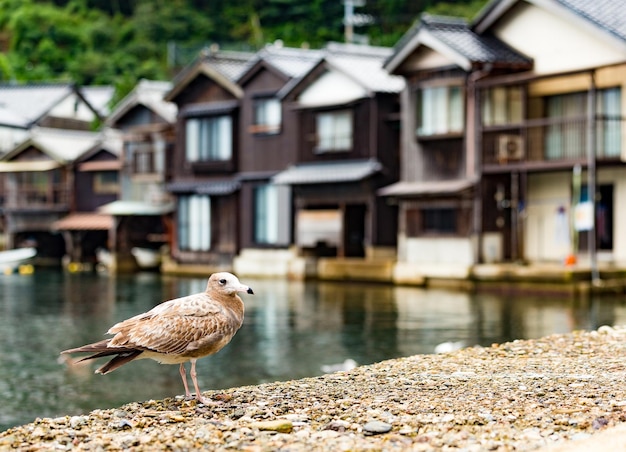 Water house of ine cho and seagull