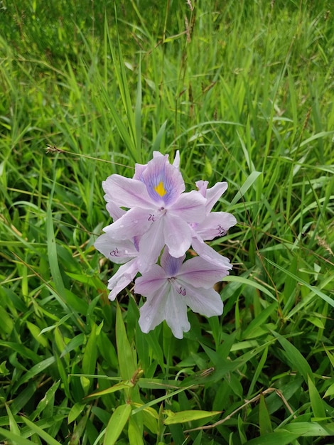 Water hyacinth Eichhornia crassipes has very beautiful flowers