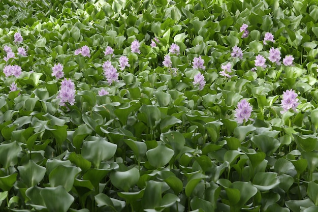 Водяной гиацинт (Eichhornia crassipes)