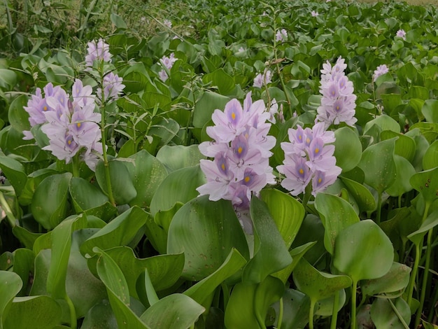 water hyacinth field in Bangladesh