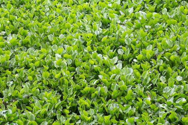 Water hyacinth field 