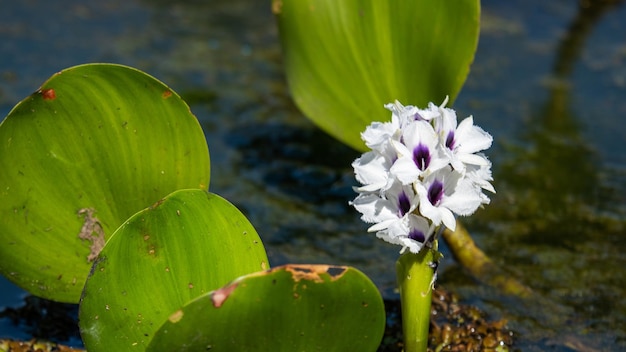 湿地環境からのホテイアオイの花の水生植物