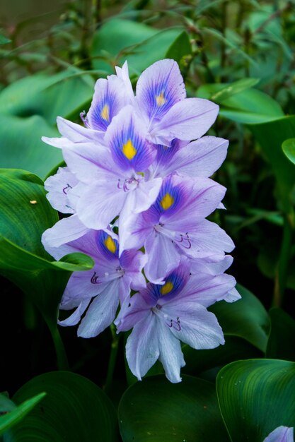 water hyacinth flower Close up colorful lily flower in nature