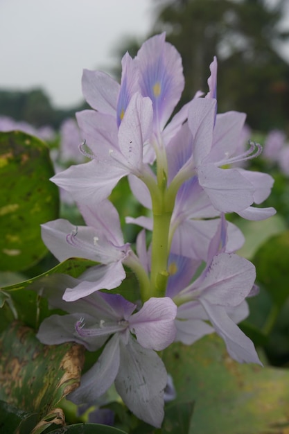 water hyacinth Flower