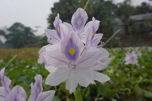 water hyacinth Flower