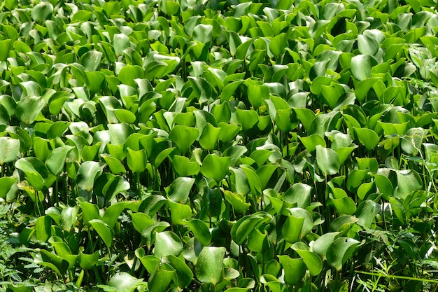 Water hyacinth plants green leaves