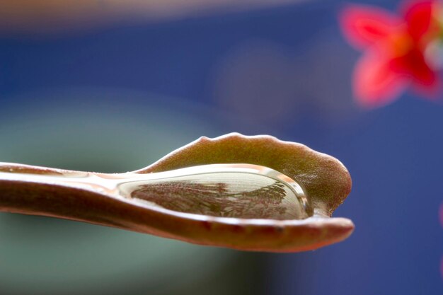 Water in het blad Macro opname van blad en water