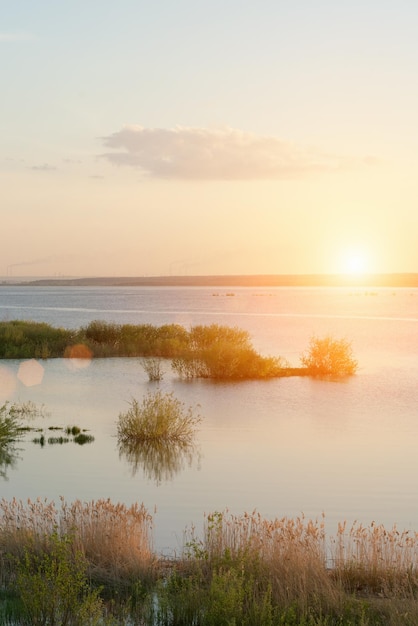 Water is begroeid met groene planten in het zonlicht