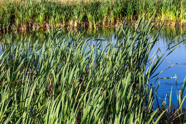 Water in the lake in calm windy weather