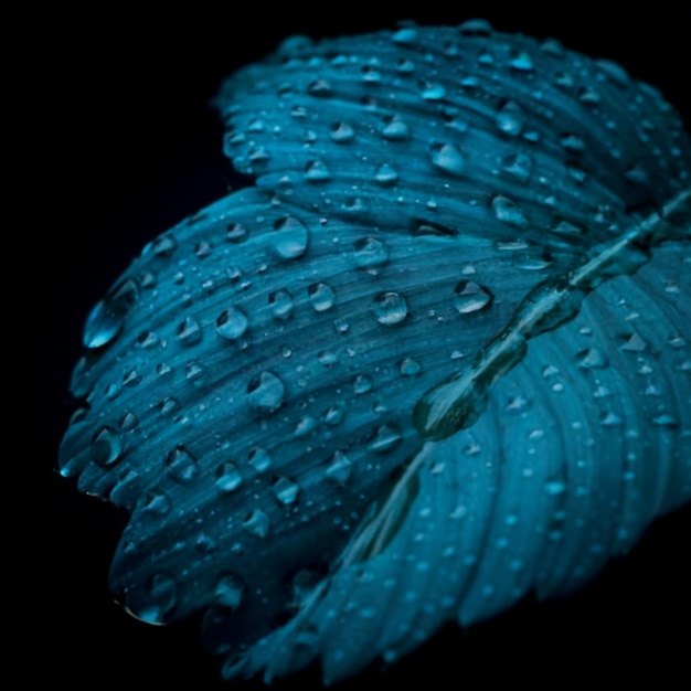 Water leaf