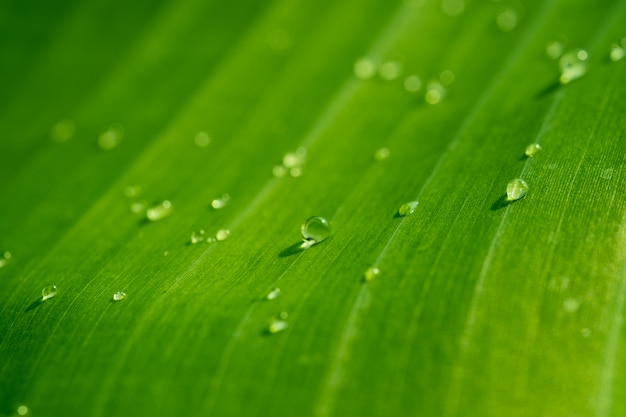 water on leave background, Green leaf, nature background,