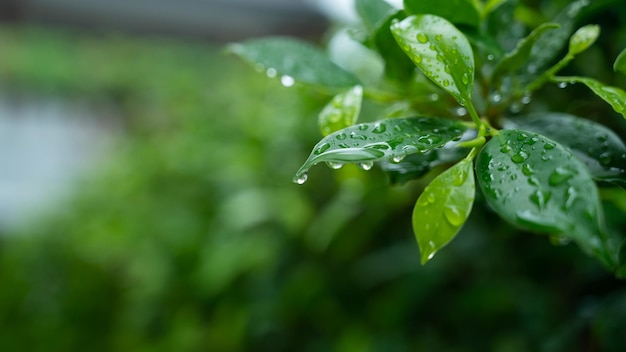 葉の背景に水緑の葉の自然の液滴が雨が降っています