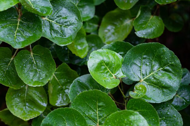 Water on leave background Green leaf nature