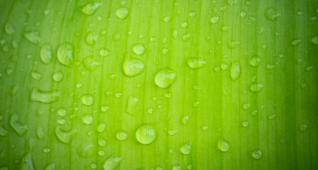 葉の背景に水、緑の葉の性質