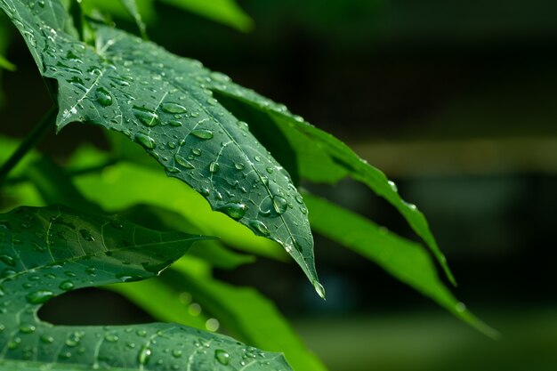 葉の背景に水、緑の葉の性質