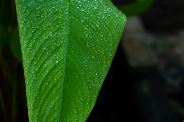 葉の背景に水、緑の葉の性質