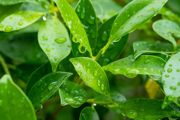 water on leave background, green leaf nature