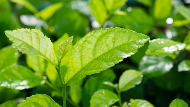 Вода на фоне листьев, Зеленая природа листа