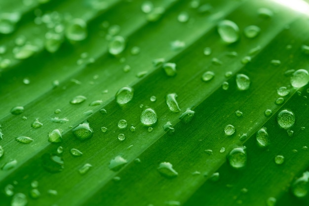 Water on leave background, Green leaf nature