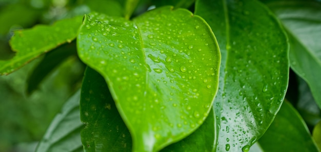  water on leaves