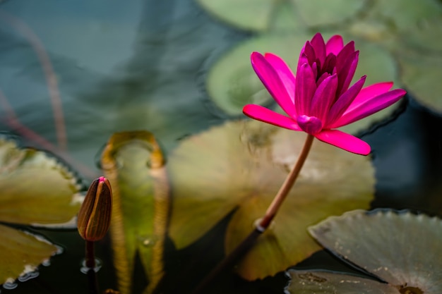 water lili in the pond